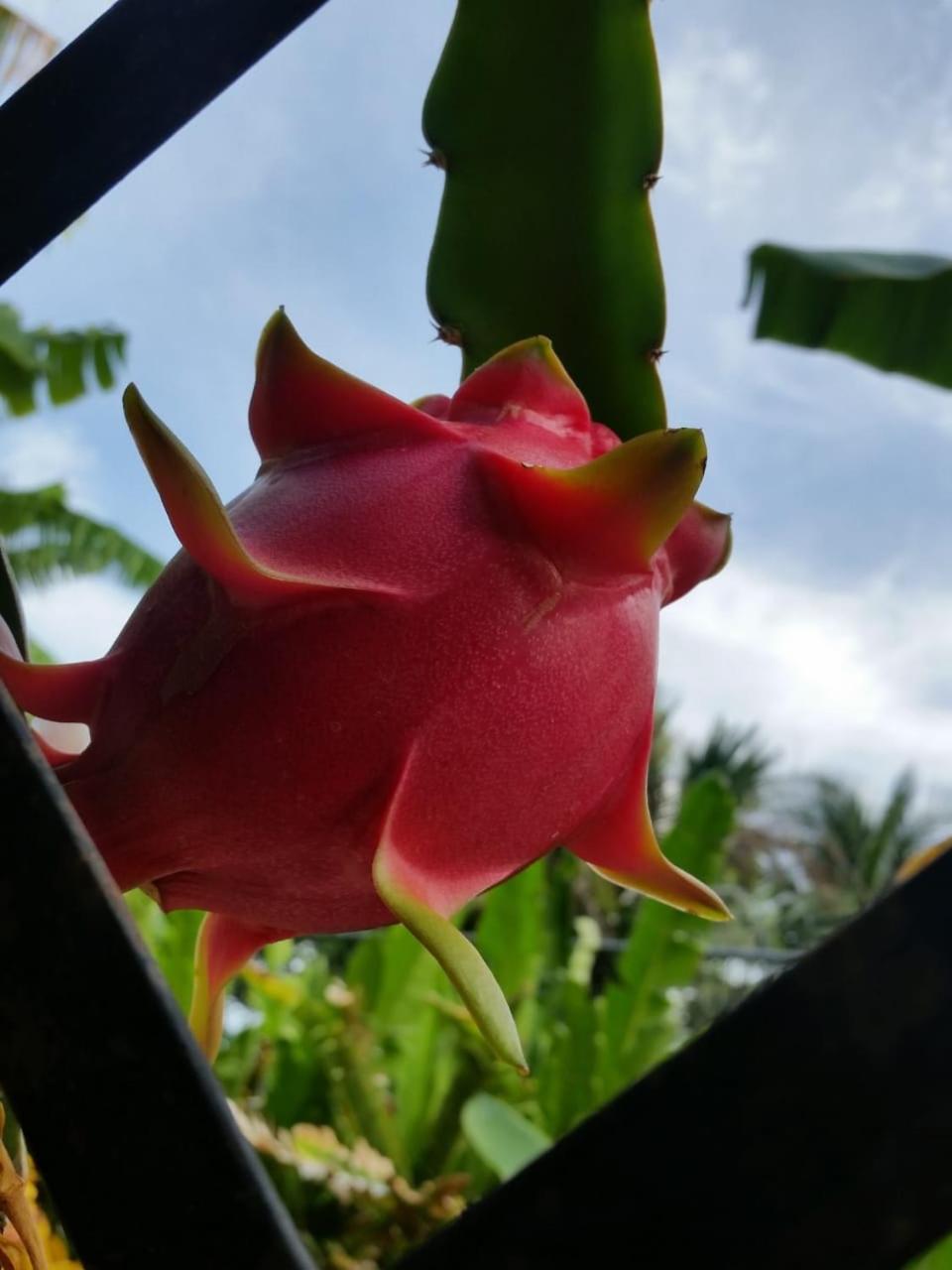 הוסטל סנטיאגו דה לוס קבאלרוס Sana El Jardin Secreto מראה חיצוני תמונה